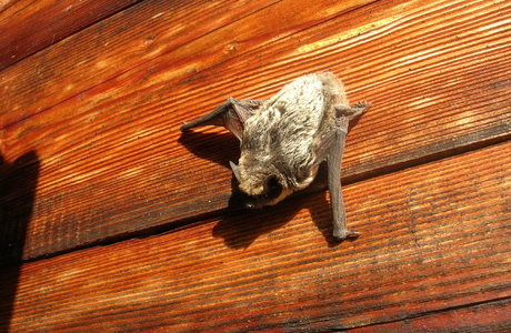 Zweifarbfledermaus (Vespertilio murinus) - © Bernard Wieser